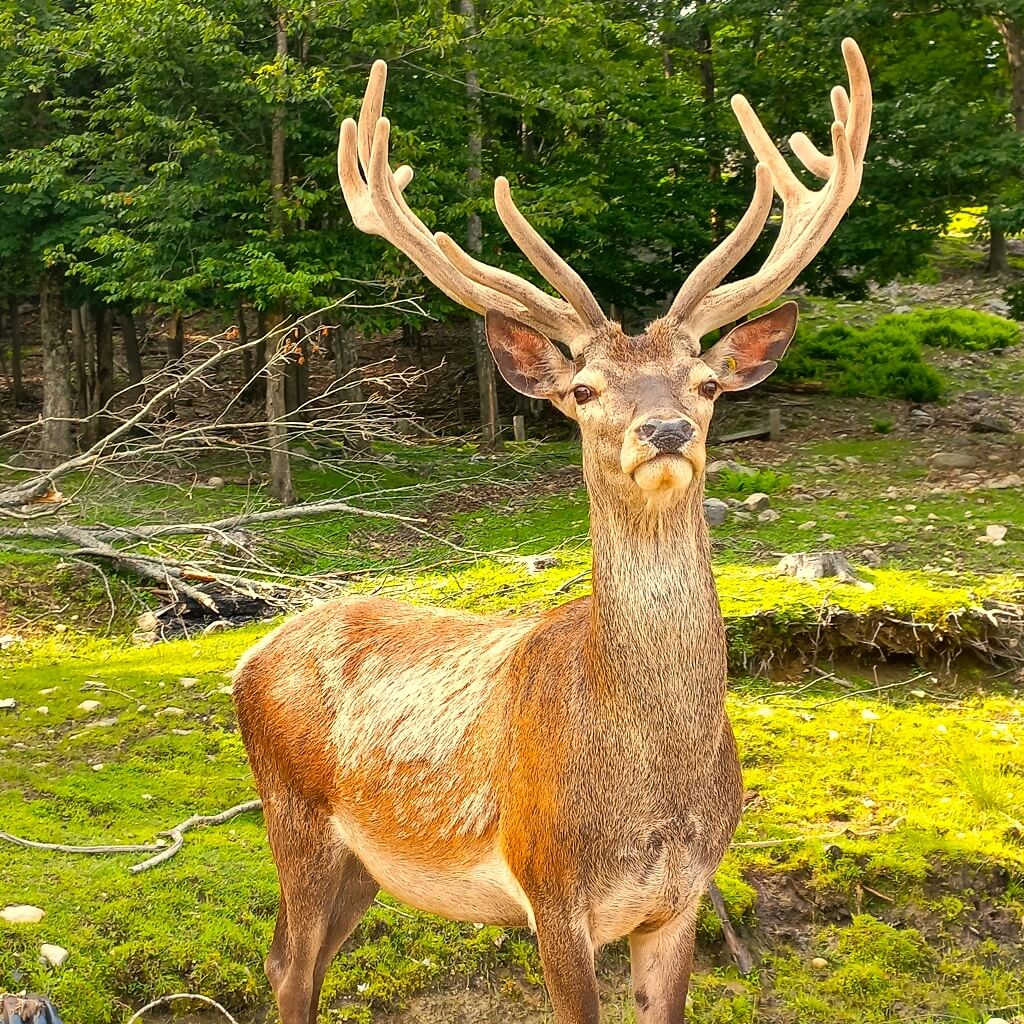 cosa vedere nel Canada orientale: primo piano di un cervo al Parc Omega